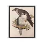 Bird Divinations: Peregrine Falcon (about: almanacofbirds.org) Framed Canvas Print Gallery Image 6