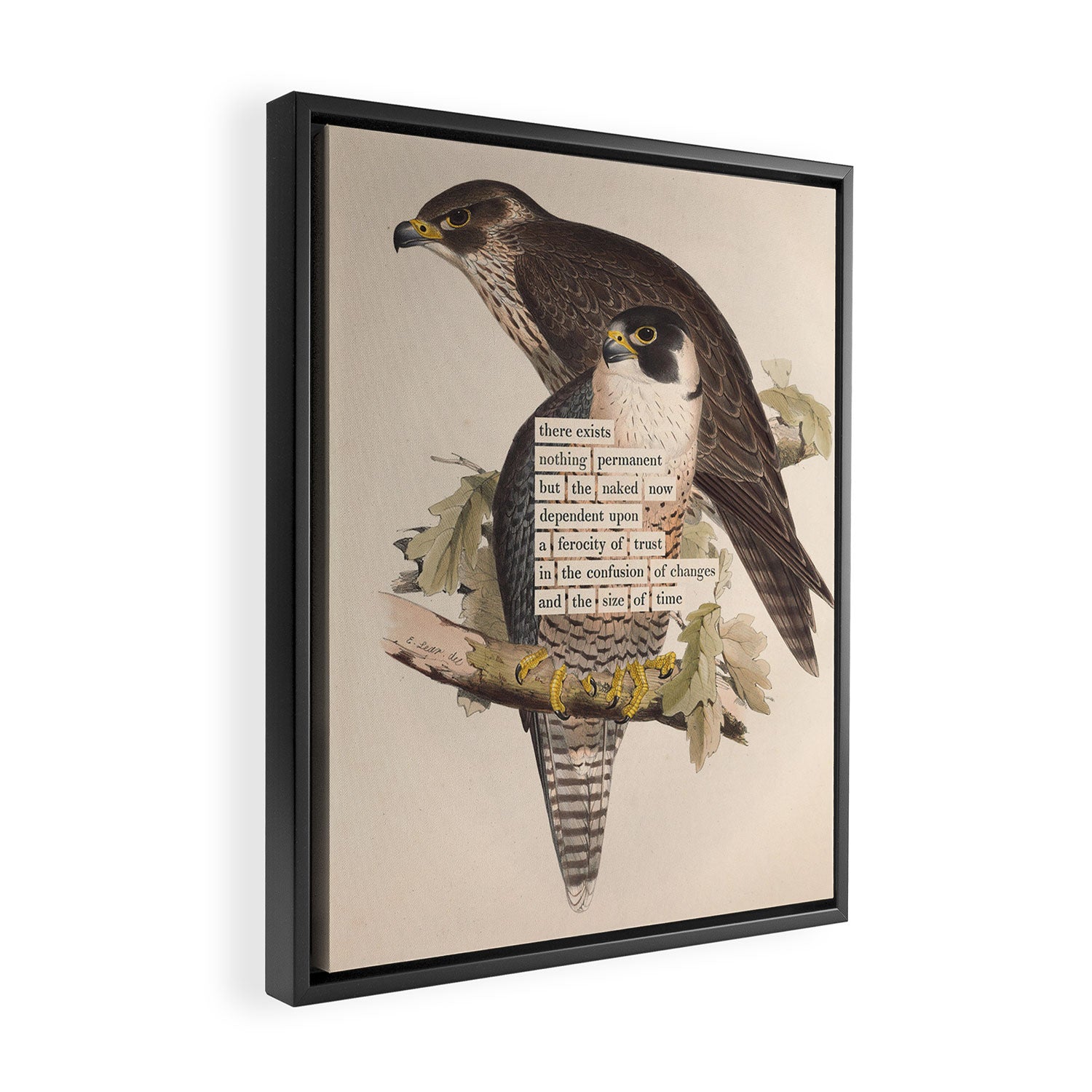Bird Divinations: Peregrine Falcon (about: almanacofbirds.org) Framed Canvas Print Gallery Image 2