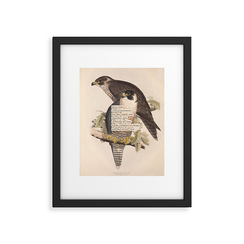 Bird Divinations: Peregrine Falcon (about: almanacofbirds.org) Framed Art Print Gallery Image 5