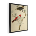 Bird Divinations: Pine Finch (about: almanacofbirds.org) Framed Canvas Print Gallery Image 2