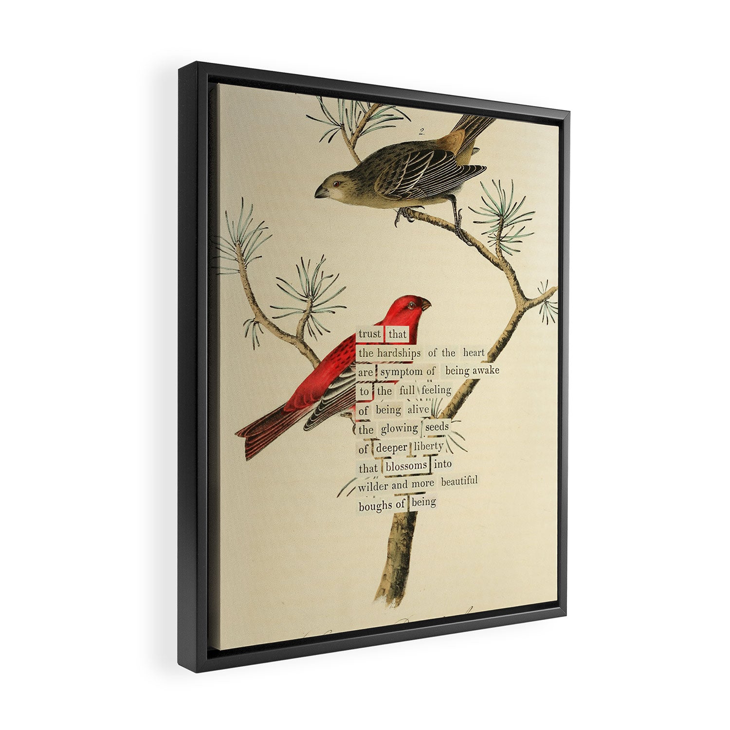 Bird Divinations: Pine Finch (about: almanacofbirds.org) Framed Canvas Print Gallery Image 2
