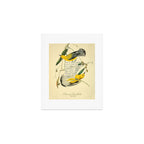 Bird Divinations: Prothonotary swamp warbler (about: almanacofbirds.org) Art Print Gallery Image 1