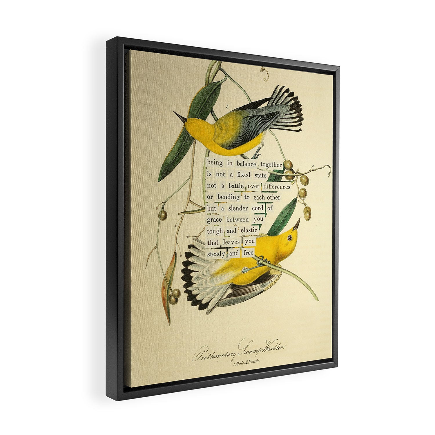 Bird Divinations: Prothonotary swamp warbler (about: almanacofbirds.org) Framed Canvas Print Gallery Image 2