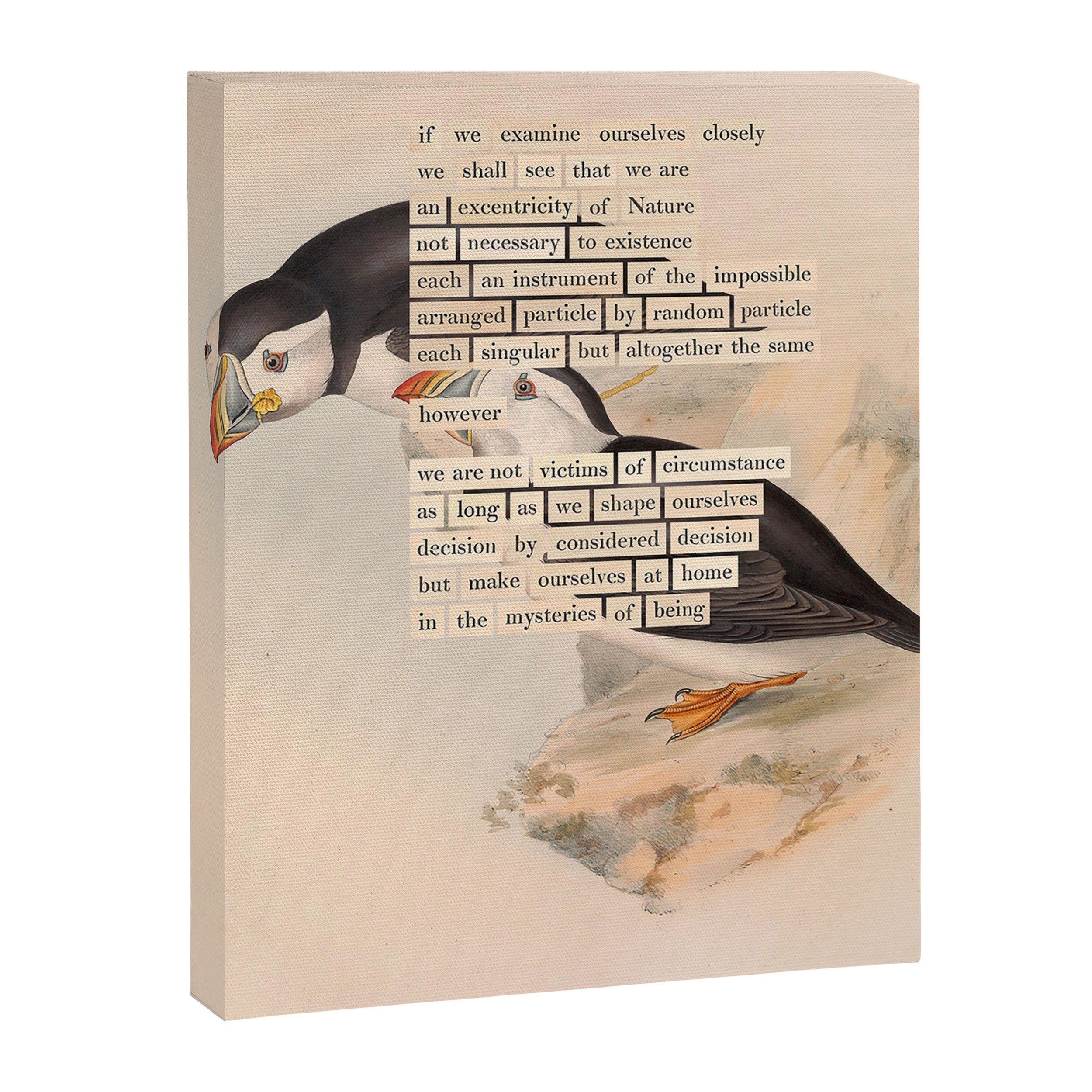 Bird Divinations: Puffin (about: almanacofbirds.org) Canvas Print Gallery Image 6