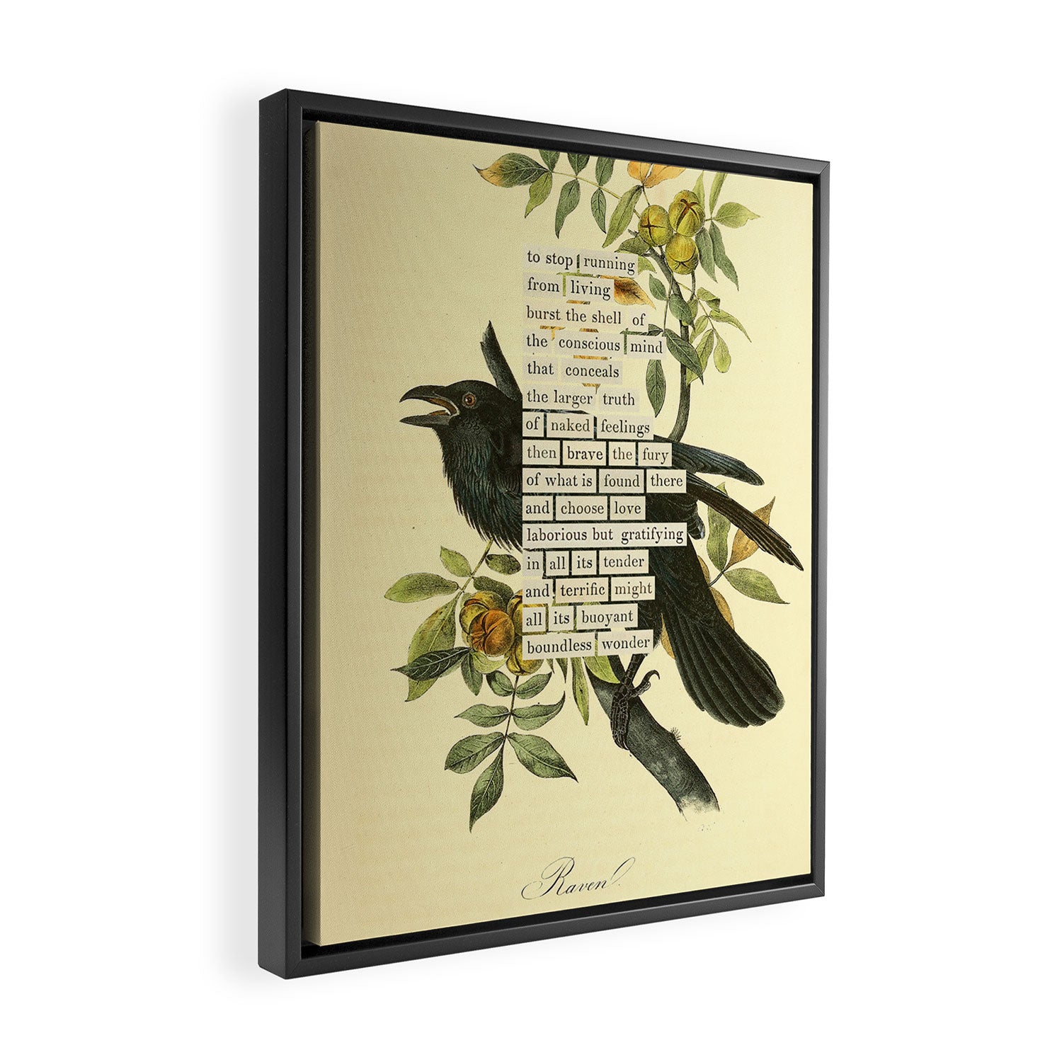 Bird Divinations: Raven (about: almanacofbirds.org) Framed Canvas Print Gallery Image 2