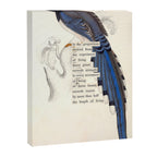 Bird Divinations: Red-Billed Blue Magpie (about: almanacofbirds.org) Canvas Print Gallery Image 6