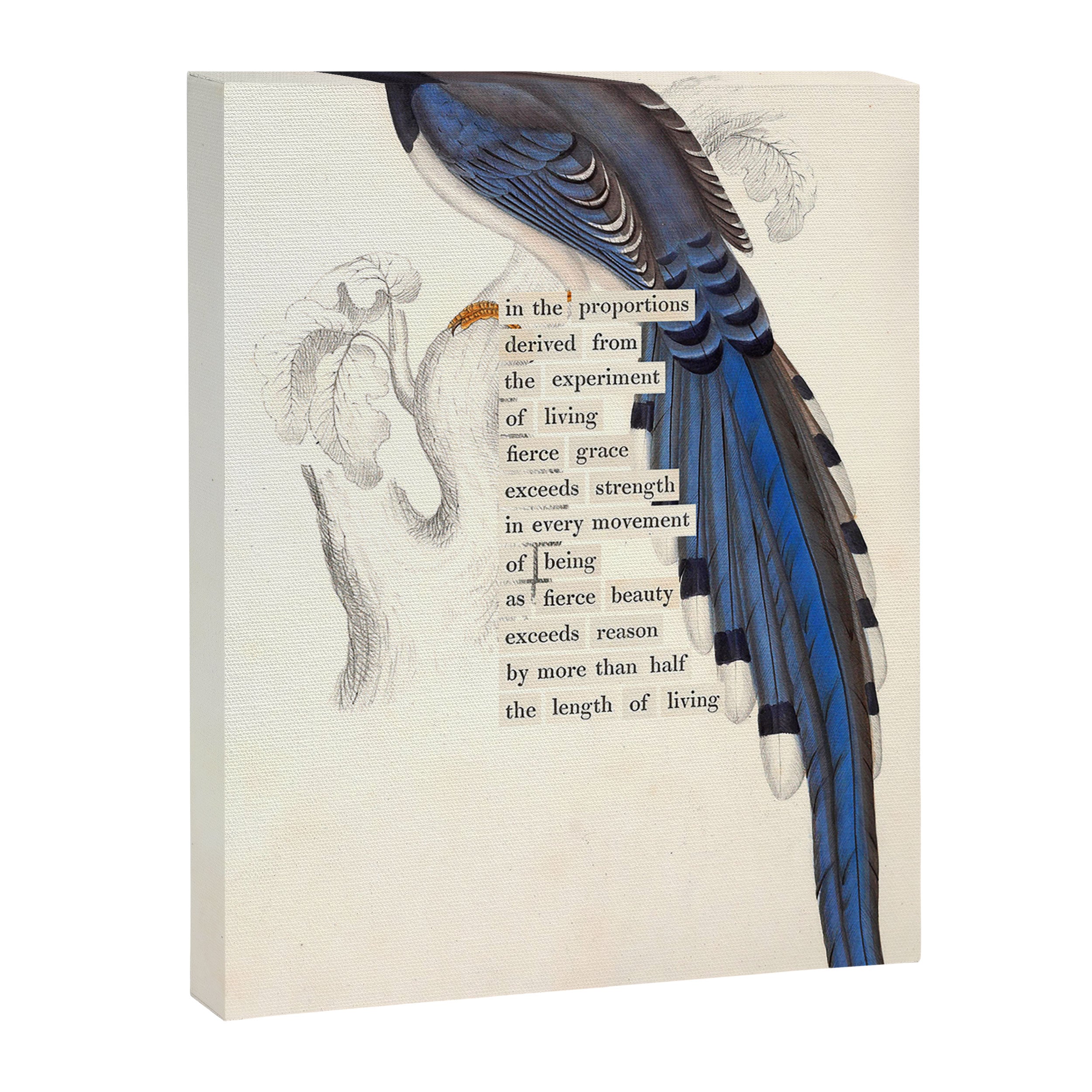 Bird Divinations: Red-Billed Blue Magpie (about: almanacofbirds.org) Canvas Print Gallery Image 6