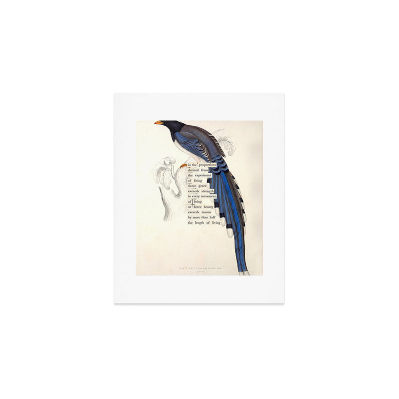 Bird Divinations: Red-Billed Blue Magpie (about: almanacofbirds.org) Art Print Gallery Image 1