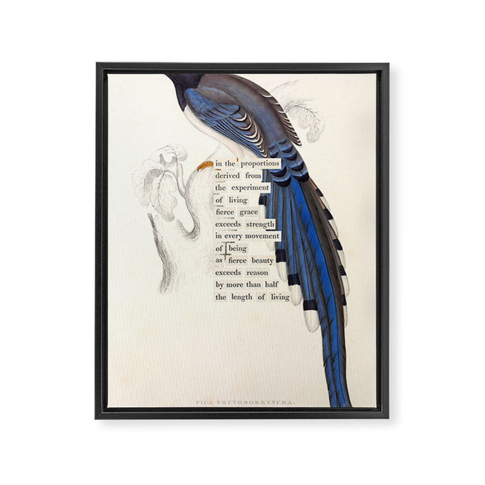 Bird Divinations: Red-Billed Blue Magpie (about: almanacofbirds.org) Framed Canvas Print Gallery Image 1