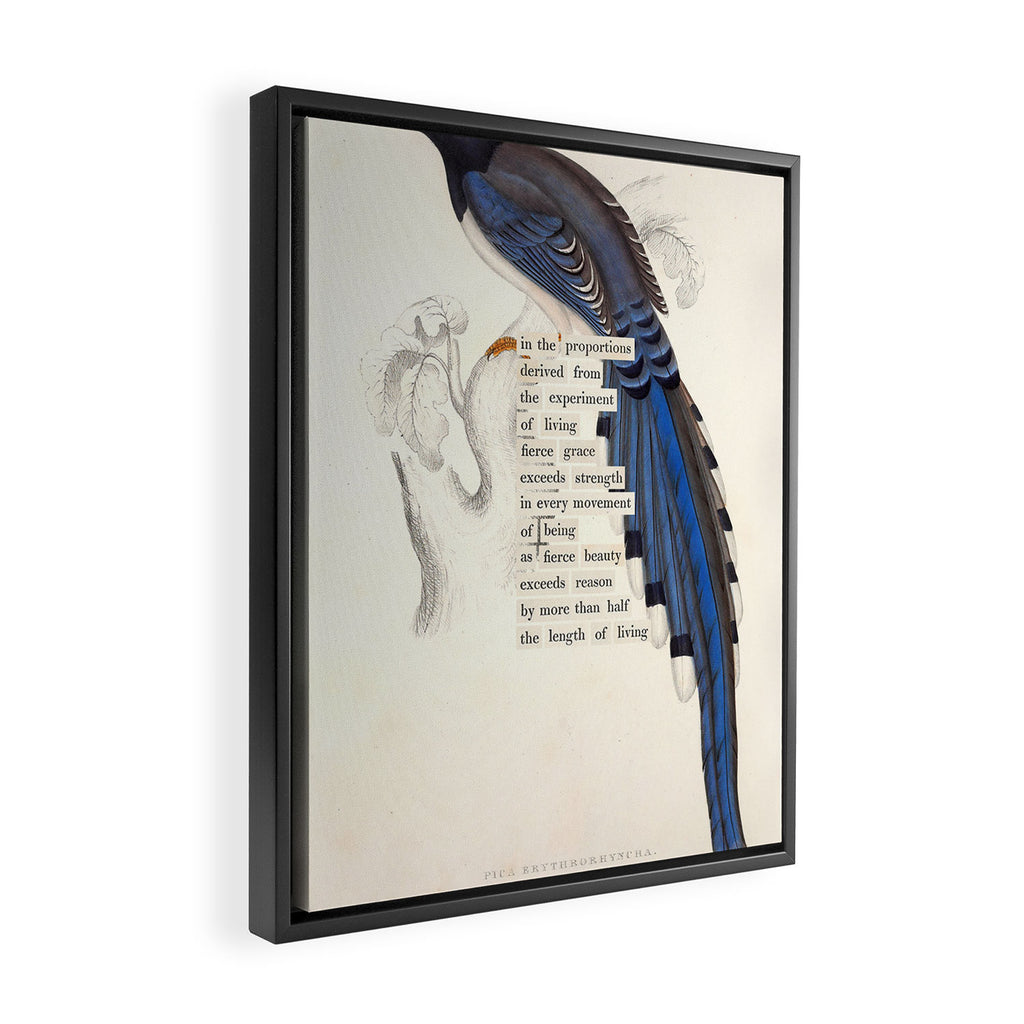 Bird Divinations: Red-Billed Blue Magpie (about: almanacofbirds.org) Framed Canvas Print Gallery Image 2