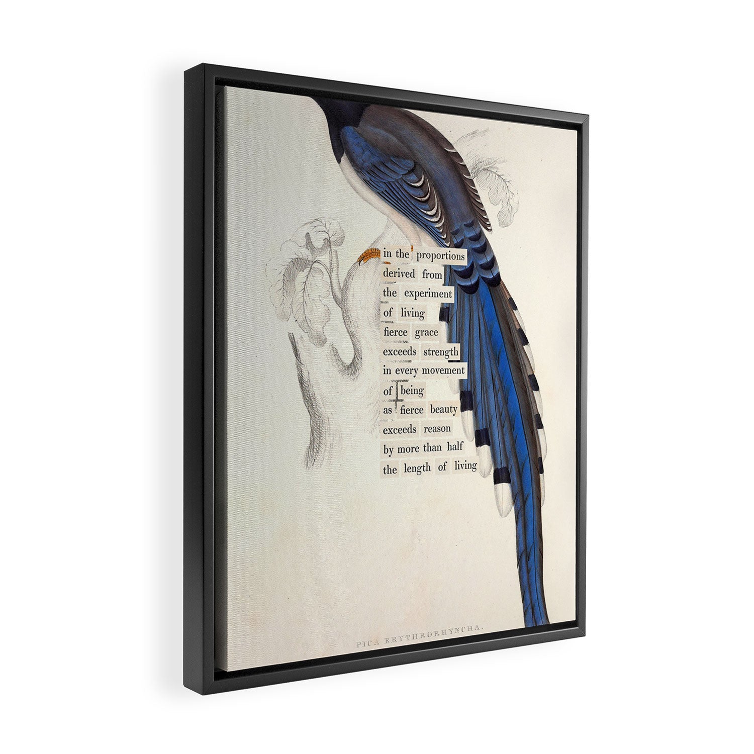 Bird Divinations: Red-Billed Blue Magpie (about: almanacofbirds.org) Framed Canvas Print Gallery Image 2