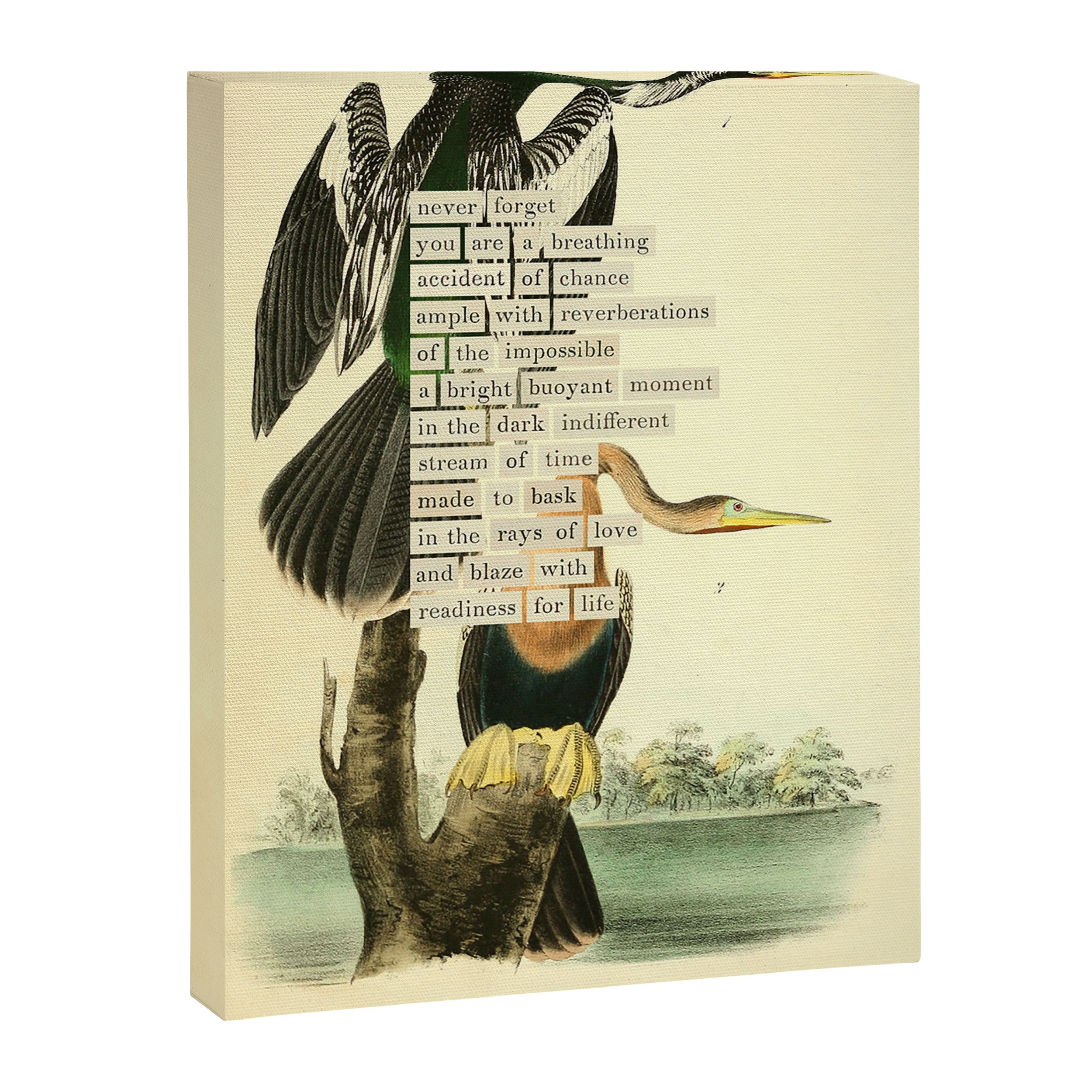 Bird Divinations: Snake Bird (about: almanacofbirds.org) Canvas Print Gallery Image 6