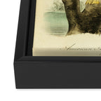 Bird Divinations: Snake Bird (about: almanacofbirds.org) Framed Canvas Print Gallery Image 3