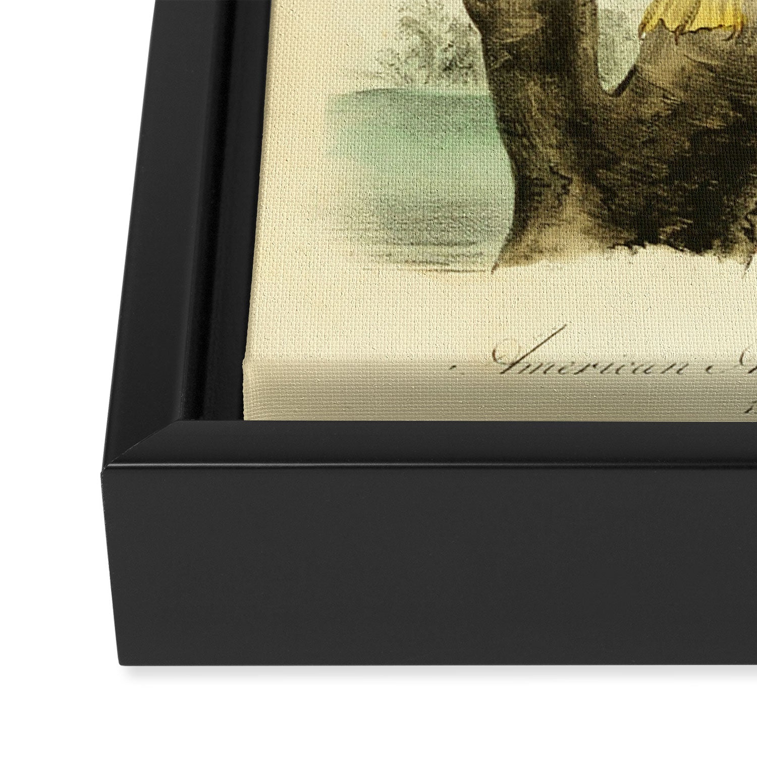 Bird Divinations: Snake Bird (about: almanacofbirds.org) Framed Canvas Print Gallery Image 3