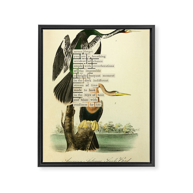 Bird Divinations: Snake Bird (about: almanacofbirds.org) Framed Canvas Print Gallery Image 6