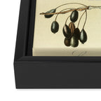 Bird Divinations: Snow Bird (about: almanacofbirds.org) Framed Canvas Print Gallery Image 3