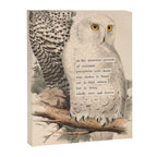 Bird Divinations: Snowy Owl (about: almanacofbirds.org) Canvas Print Gallery Image 6