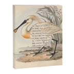 Bird Divinations: Spoonbill (about: almanacofbirds.org) Canvas Print Gallery Image 6
