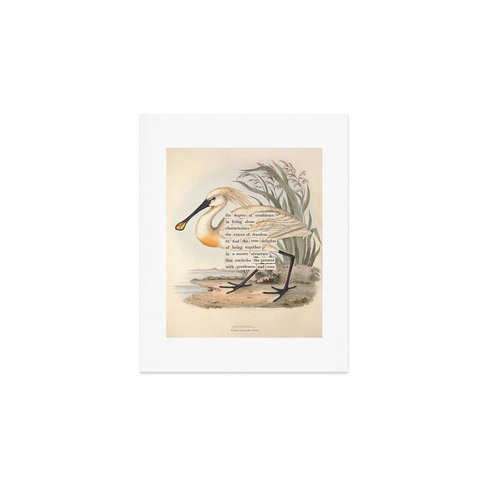 Bird Divinations: Spoonbill (about: almanacofbirds.org) Art Print Gallery Image 1