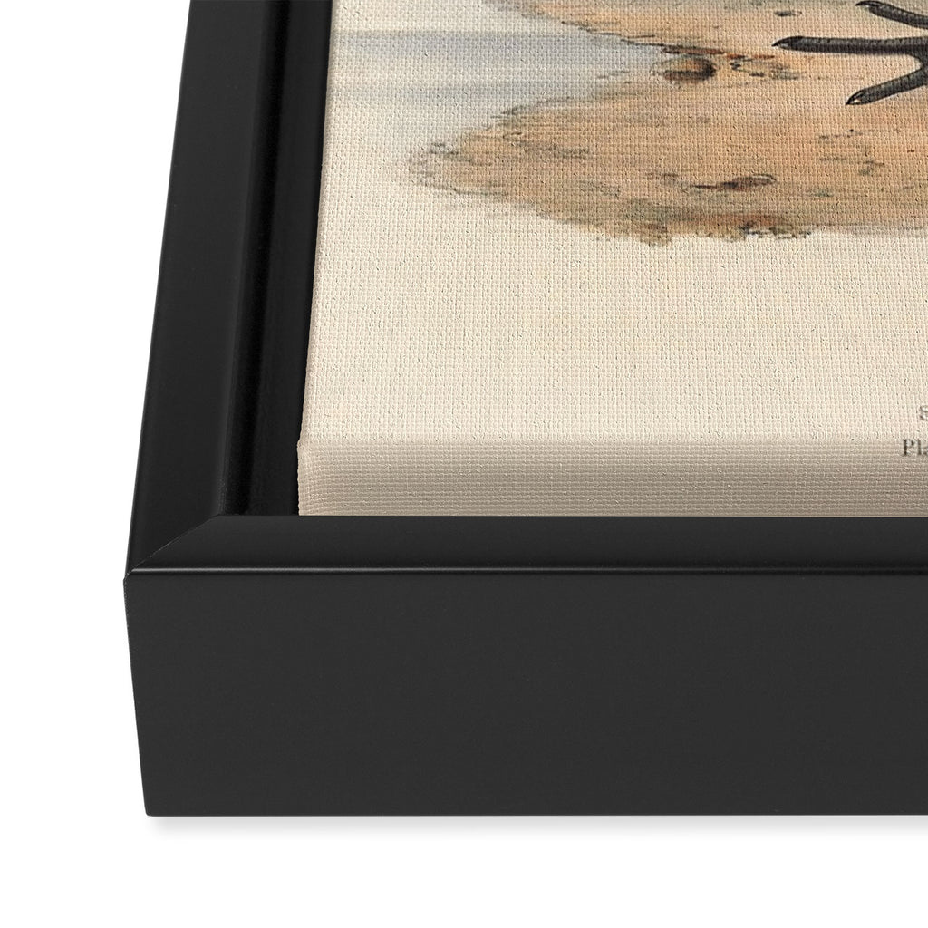 Bird Divinations: Spoonbill (about: almanacofbirds.org) Framed Canvas Print Gallery Image 3
