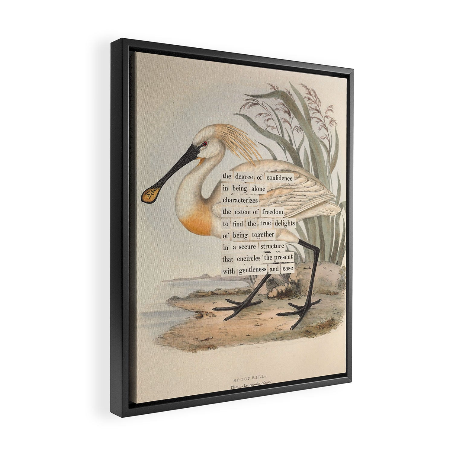 Bird Divinations: Spoonbill (about: almanacofbirds.org) Framed Canvas Print Gallery Image 2