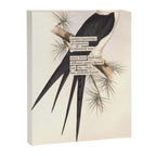 Bird Divinations: Swallow-Tailed Kite (about: almanacofbirds.org) Canvas Print Gallery Image 6