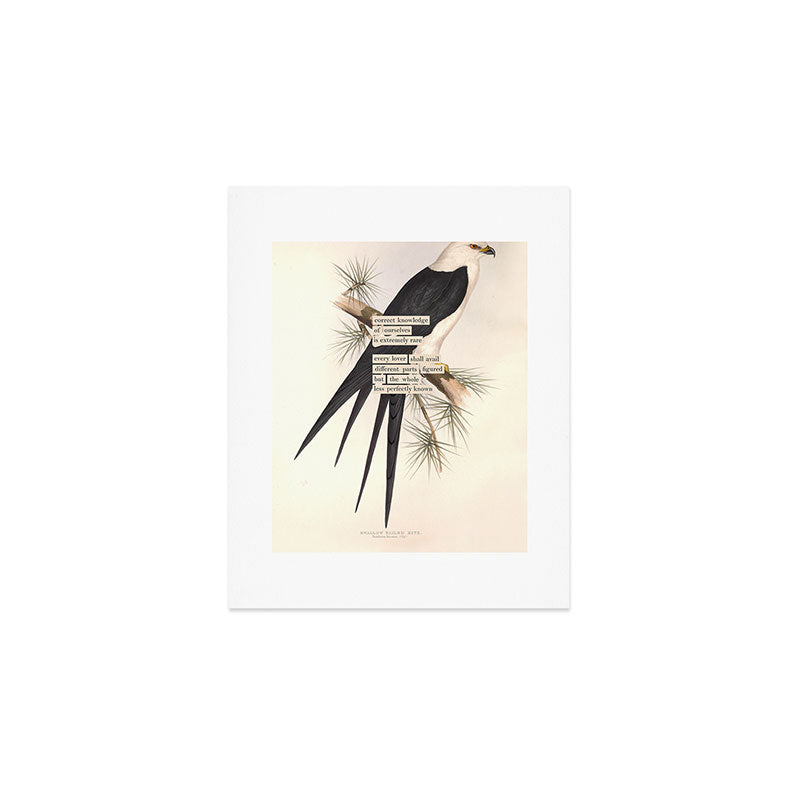 Bird Divinations: Swallow-Tailed Kite (about: almanacofbirds.org) Art Print Gallery Image 1