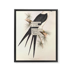 Bird Divinations: Swallow-Tailed Kite (about: almanacofbirds.org) Framed Canvas Print Gallery Image 6