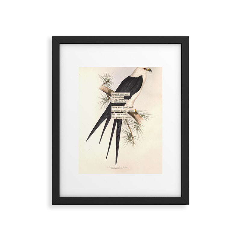 Bird Divinations: Swallow-Tailed Kite (about: almanacofbirds.org) Framed Art Print Gallery Image 5