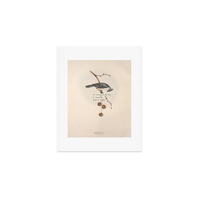 Bird Divinations: Toupet Tit (about: almanacofbirds.org) Art Print Gallery Image 1