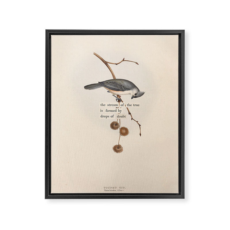 Bird Divinations: Toupet Tit (about: almanacofbirds.org) Framed Canvas Print Gallery Image 6
