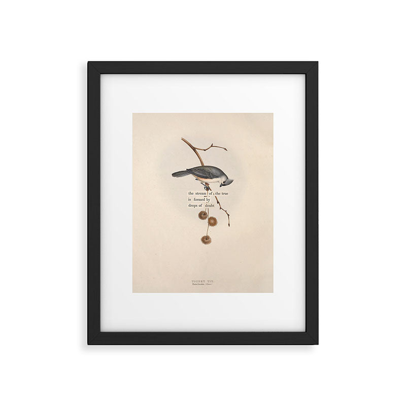 Bird Divinations: Toupet Tit (about: almanacofbirds.org) Framed Art Print Gallery Image 5