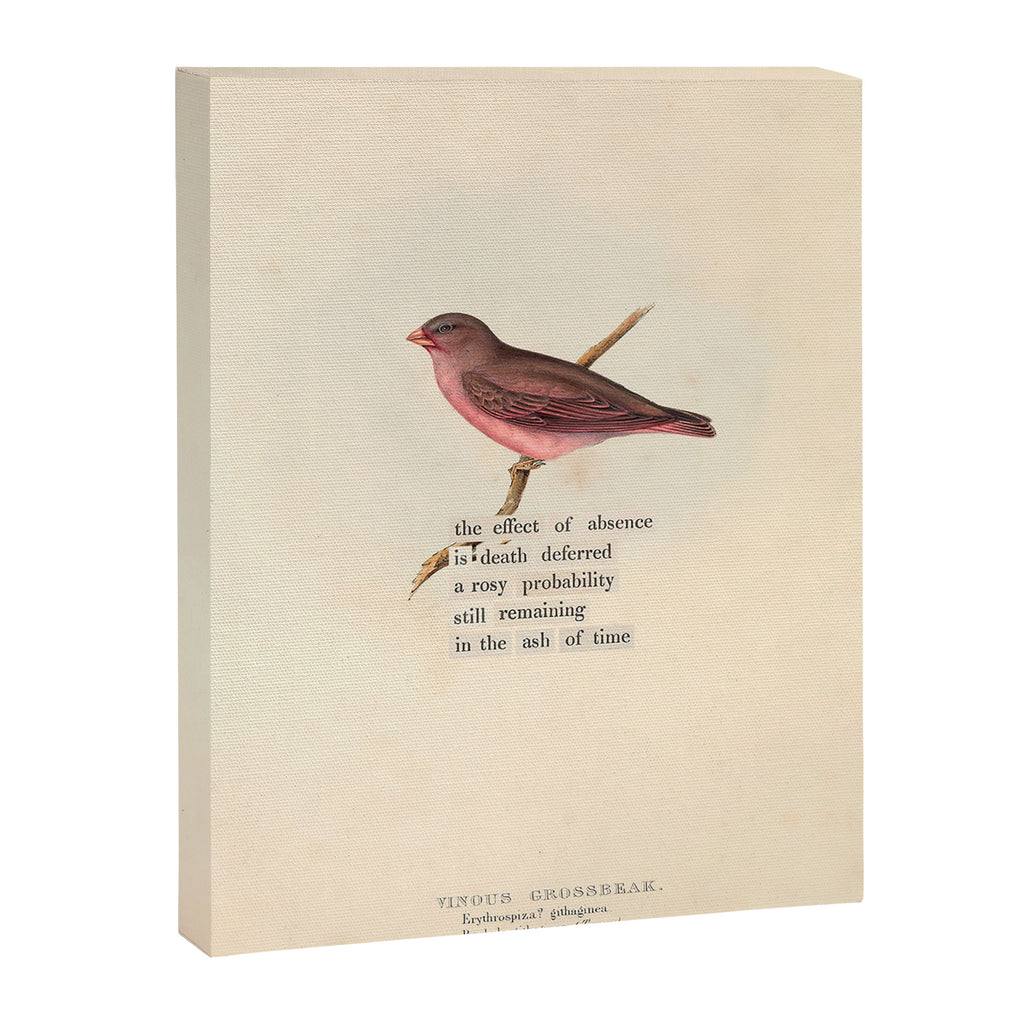 Bird Divinations: Vinous Grosbeak (about: almanacofbirds.org) Canvas Print Gallery Image 6