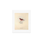 Bird Divinations: Vinous Grosbeak (about: almanacofbirds.org) Art Print Gallery Image 1