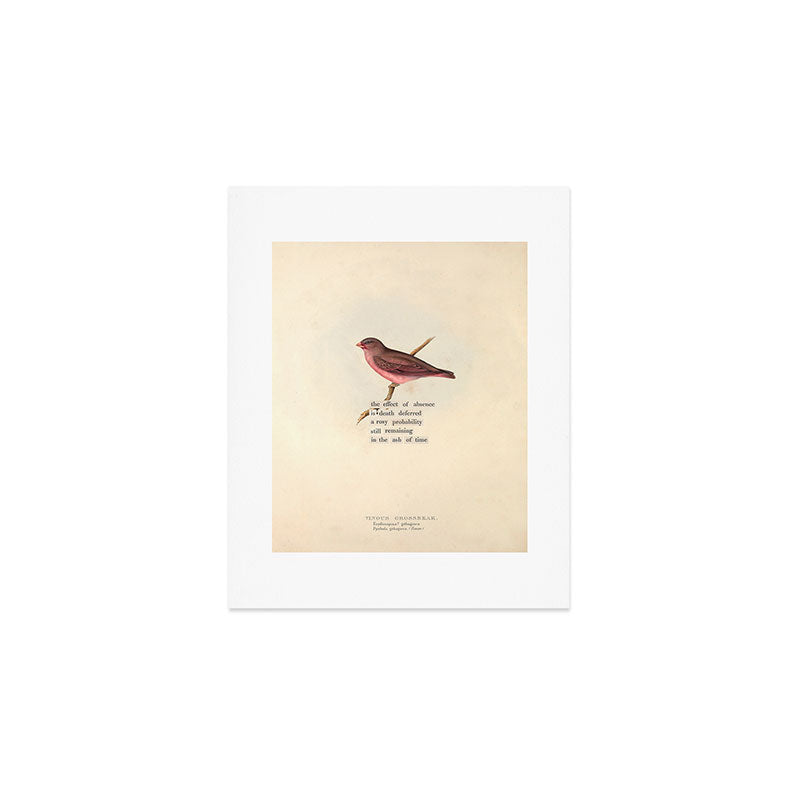 Bird Divinations: Vinous Grosbeak (about: almanacofbirds.org) Art Print Gallery Image 1
