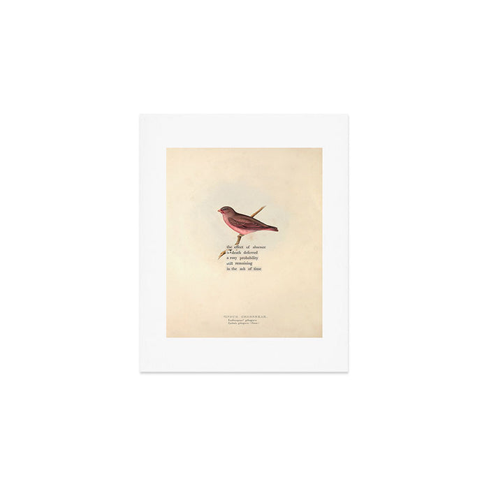 Bird Divinations: Vinous Grosbeak (about: almanacofbirds.org) Art Print Gallery Image 1