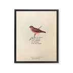 Bird Divinations: Vinous Grosbeak (about: almanacofbirds.org) Framed Canvas Print Gallery Image 6