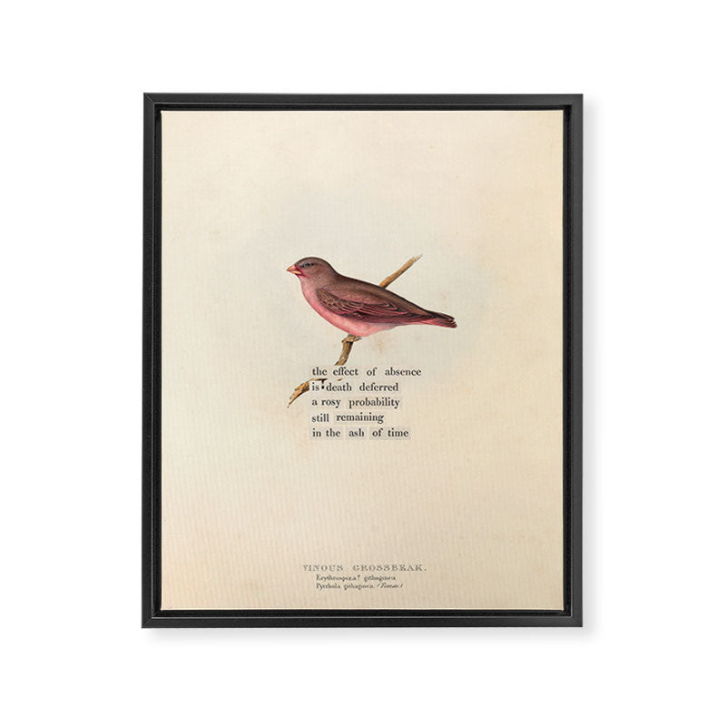 Bird Divinations: Vinous Grosbeak (about: almanacofbirds.org) Framed Canvas Print Gallery Image 6