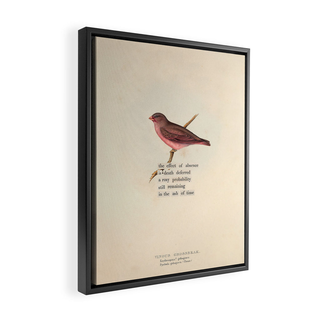 Bird Divinations: Vinous Grosbeak (about: almanacofbirds.org) Framed Canvas Print Gallery Image 2