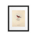 Bird Divinations: Vinous Grosbeak (about: almanacofbirds.org) Framed Art Print Gallery Image 5