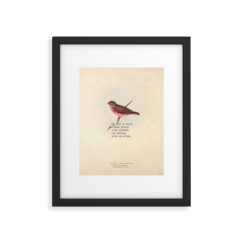 Bird Divinations: Vinous Grosbeak (about: almanacofbirds.org) Framed Art Print Gallery Image 5
