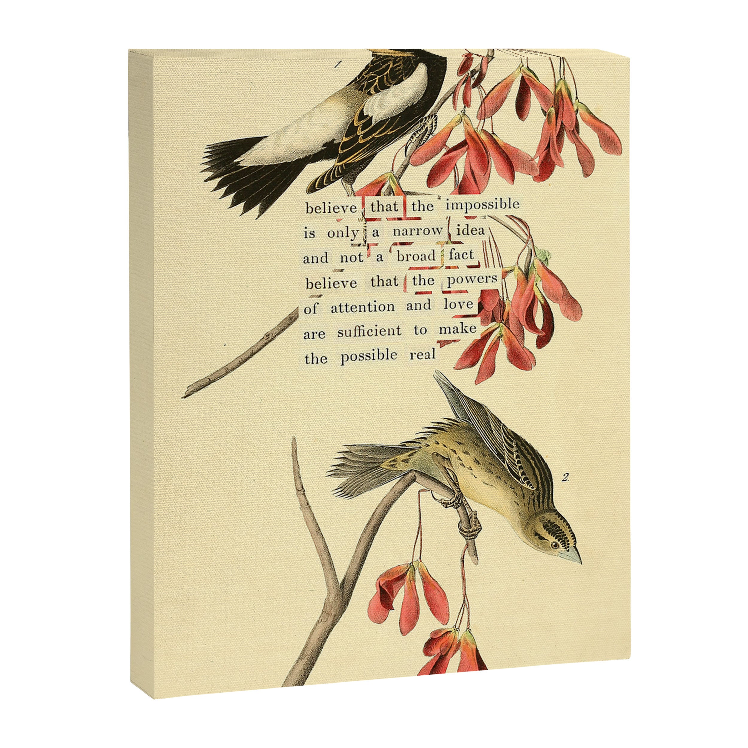 Bird Divinations: Wandering Rice Bird (about: almanacofbirds.org) Canvas Print Gallery Image 6