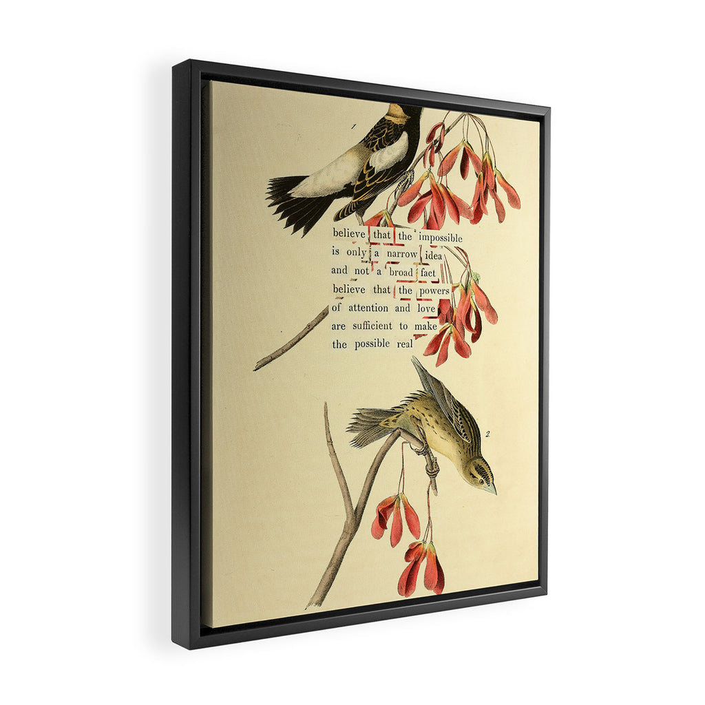 Bird Divinations: Wandering Rice Bird (about: almanacofbirds.org) Framed Canvas Print Gallery Image 2