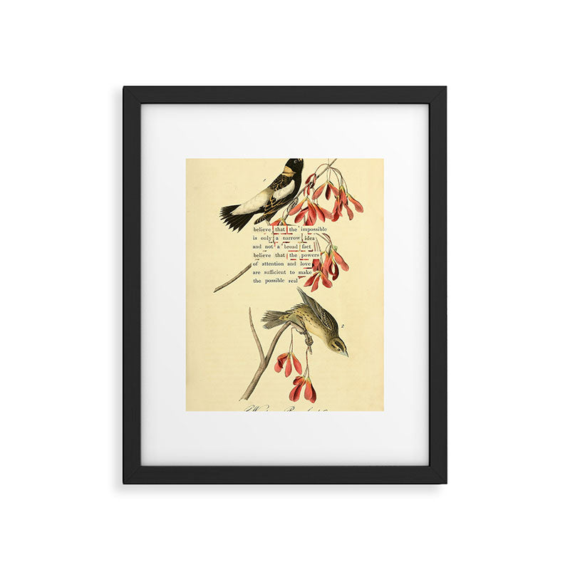 Bird Divinations: Wandering Rice Bird (about: almanacofbirds.org) Framed Art Print Gallery Image 4