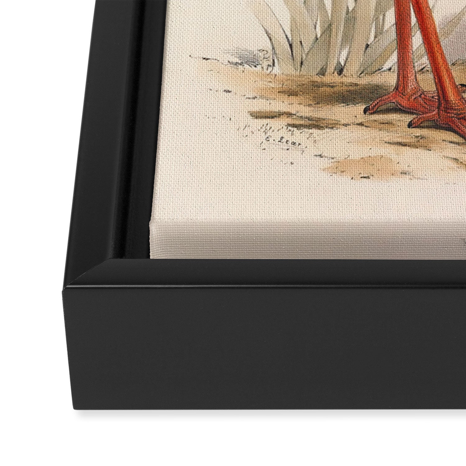 Bird Divinations: White Stork (about: almanacofbirds.org) Framed Canvas Print Gallery Image 3