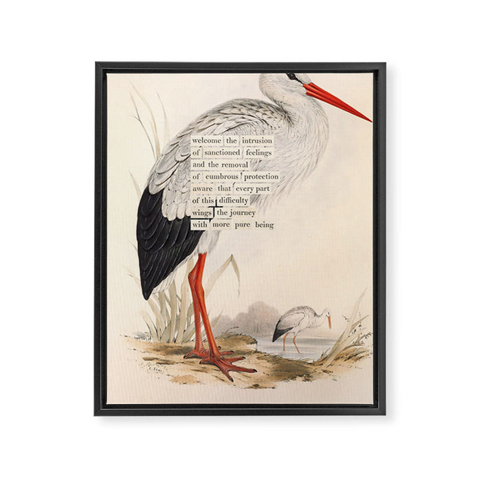Bird Divinations: White Stork (about: almanacofbirds.org) Framed Canvas Print Gallery Image 1
