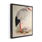 Bird Divinations: White Stork (about: almanacofbirds.org) Framed Canvas Print Gallery Image 2