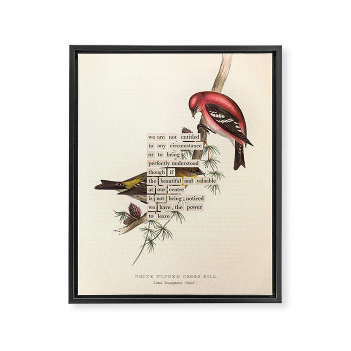 Bird Divinations: White-Winged Cross Bill (about: almanacofbirds.org) Framed Canvas Print Gallery Image 1