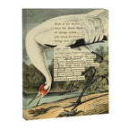 Bird Divinations: Whooping Crane (about: almanacofbirds.org) Canvas Print Gallery Image 6