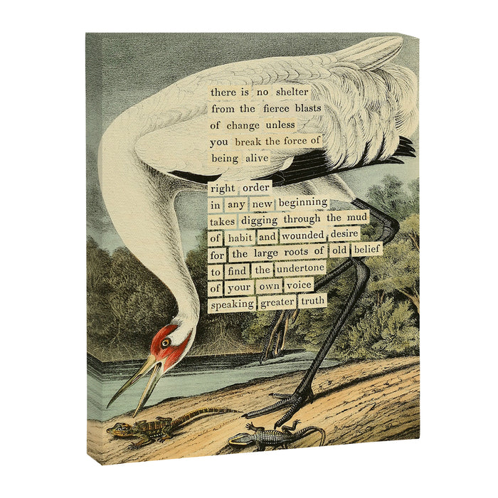 Bird Divinations: Whooping Crane (about: almanacofbirds.org) Canvas Print Gallery Image 1